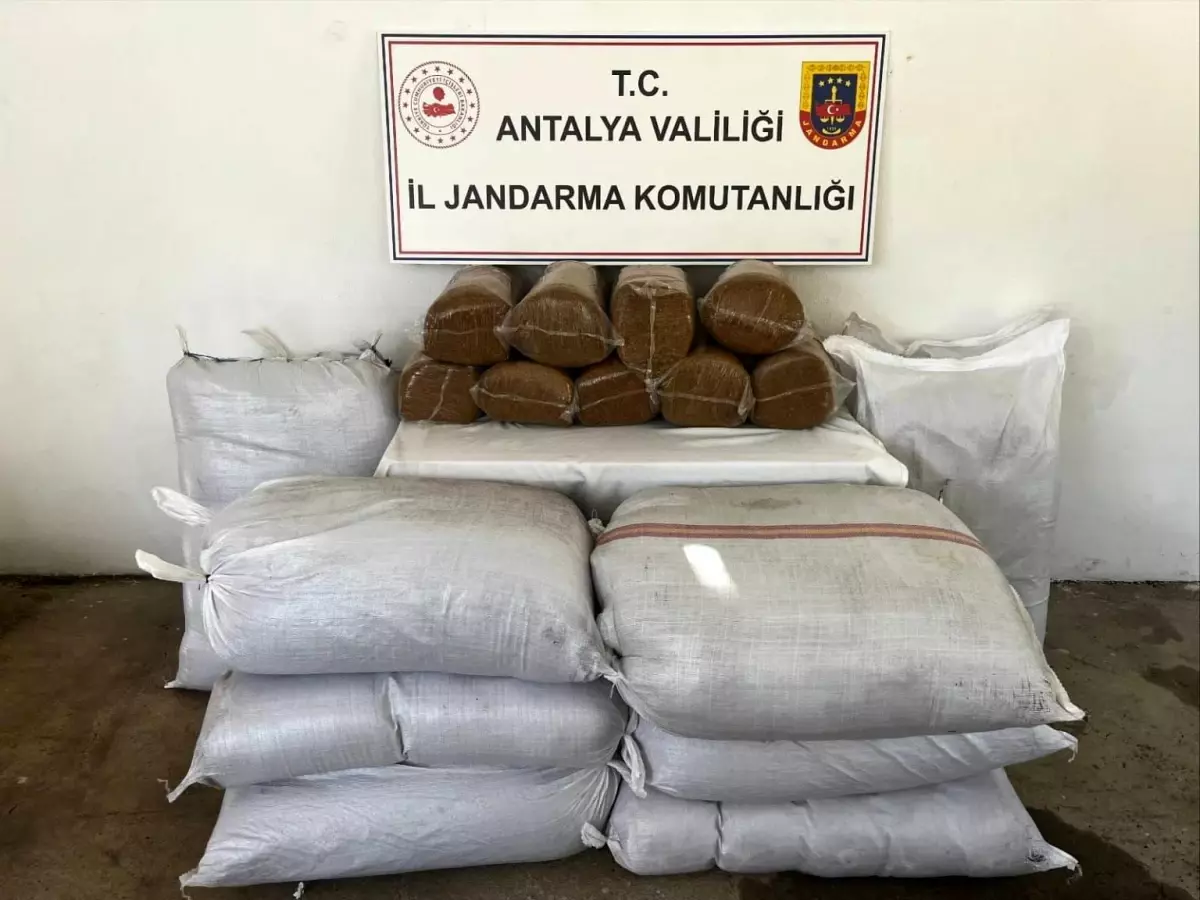 Gazipaşa'da 800 Kilogram Bandrolsüz Tütün Ele Geçirildi