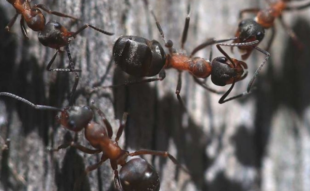Karınca yemek zehirler mi?