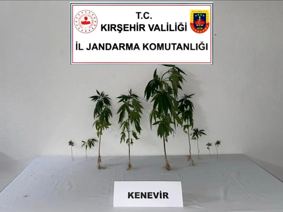 Kırşehir'de Dron Destekli Operasyonda Yasa Dışı Kenevir Ele Geçirildi