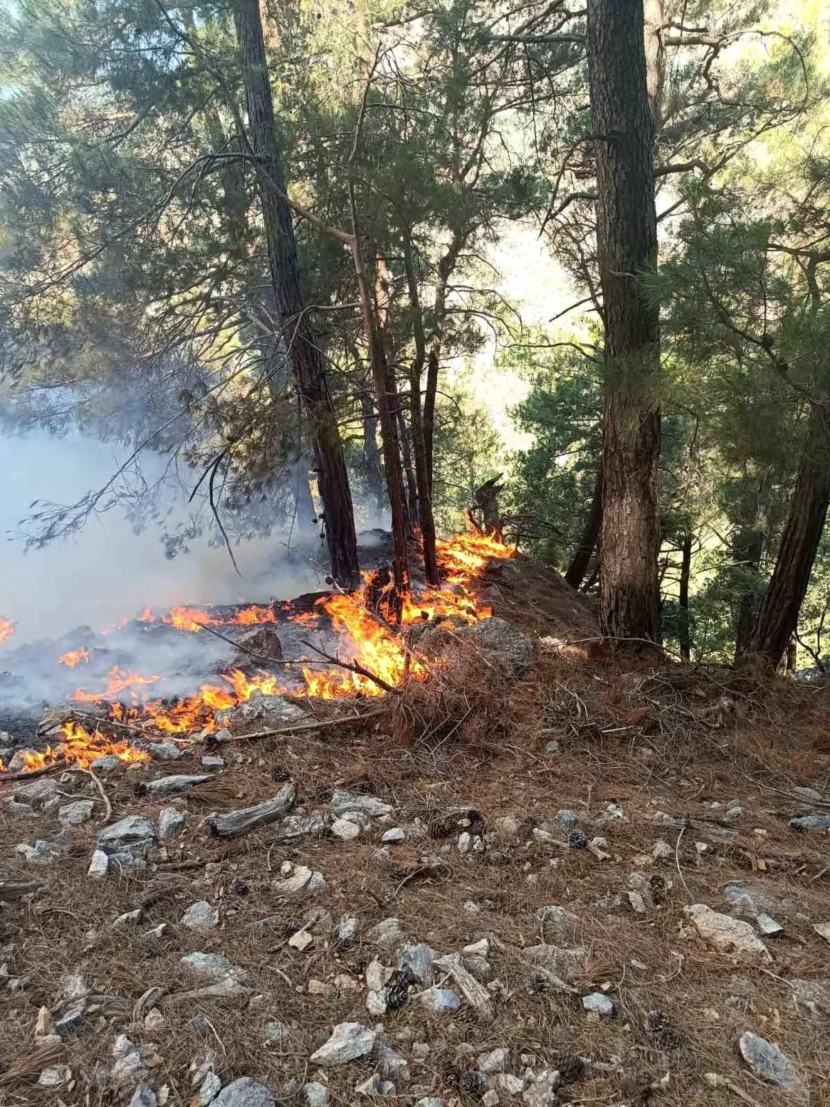 Adana'nın Kozan İlçesinde Orman Yangını Çıktı