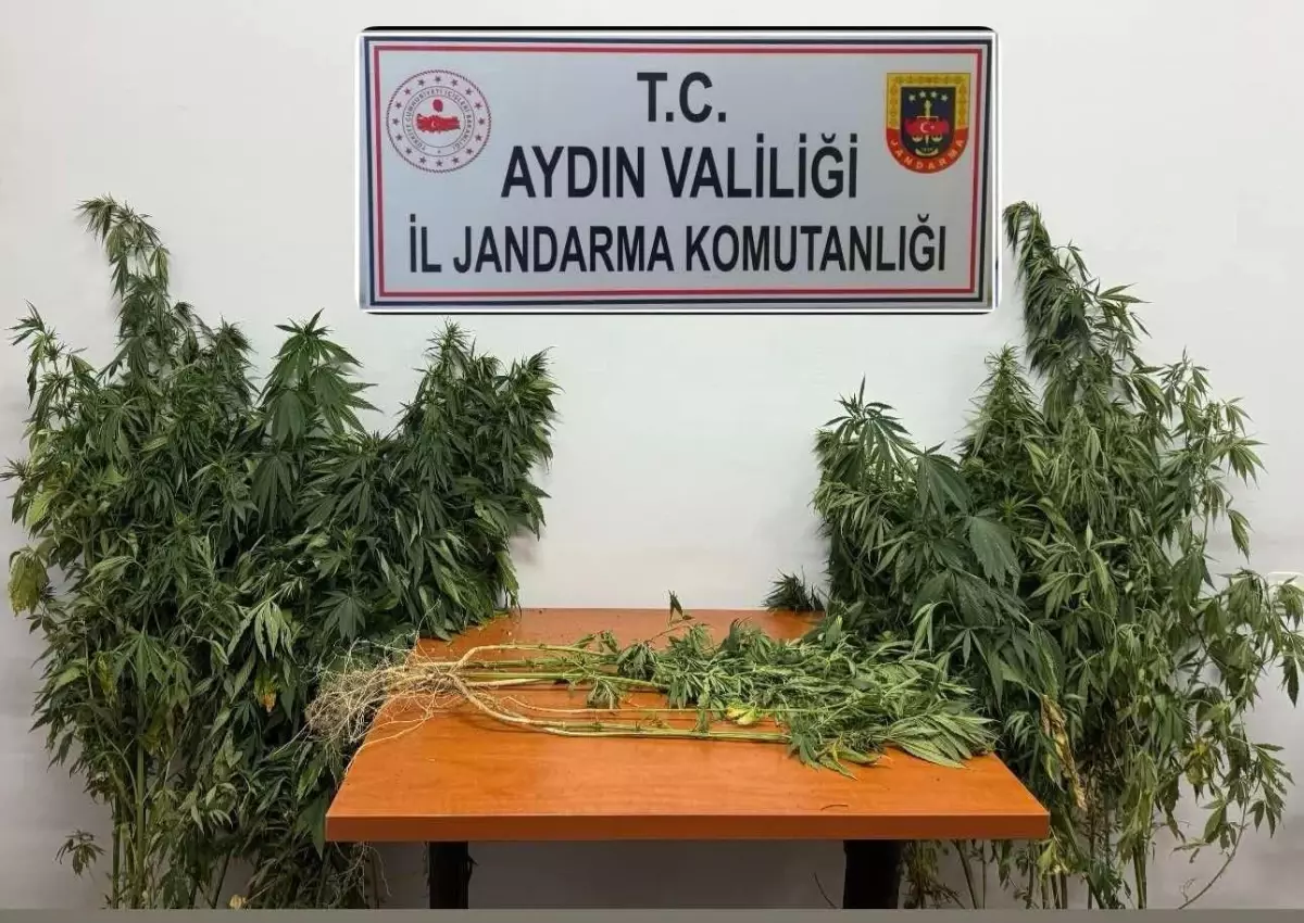 Aydın'da Uyuşturucu Operasyonu: 71 Kök Kenevir Ele Geçirildi