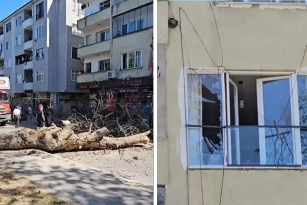 Sakarya'da asırlık ağaç binanın üzerine devrildi