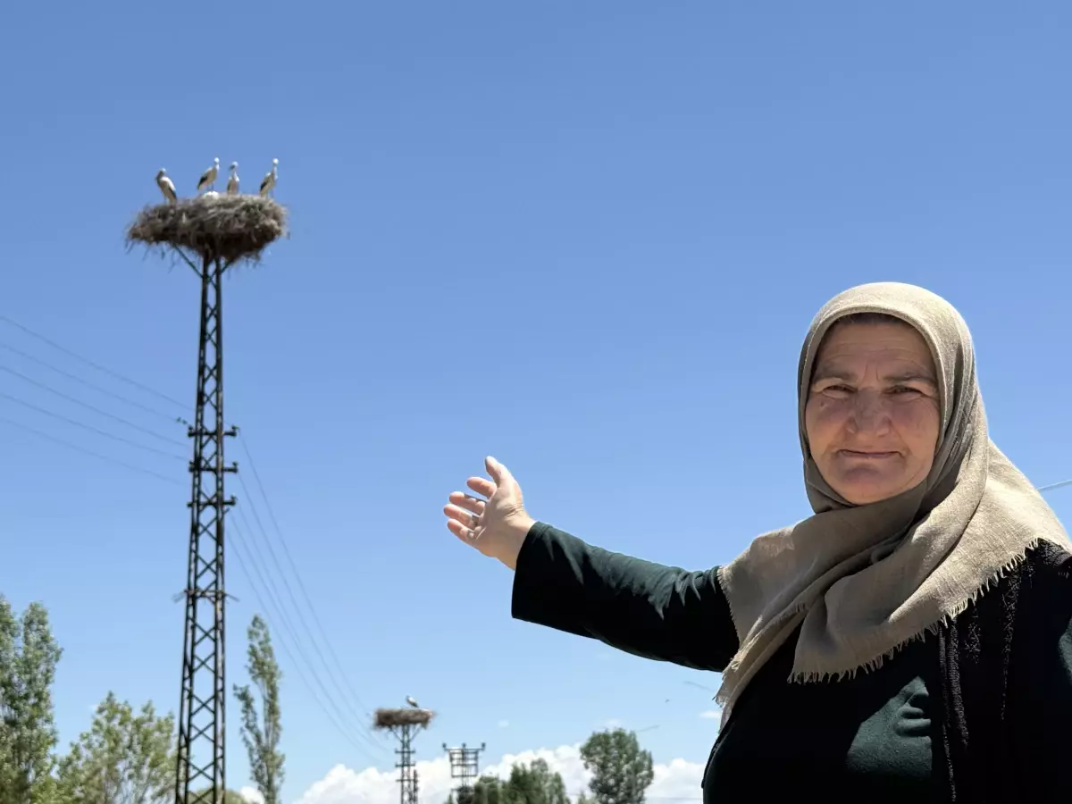 Hafik'te Leylekler Aileye Komşu Oldu