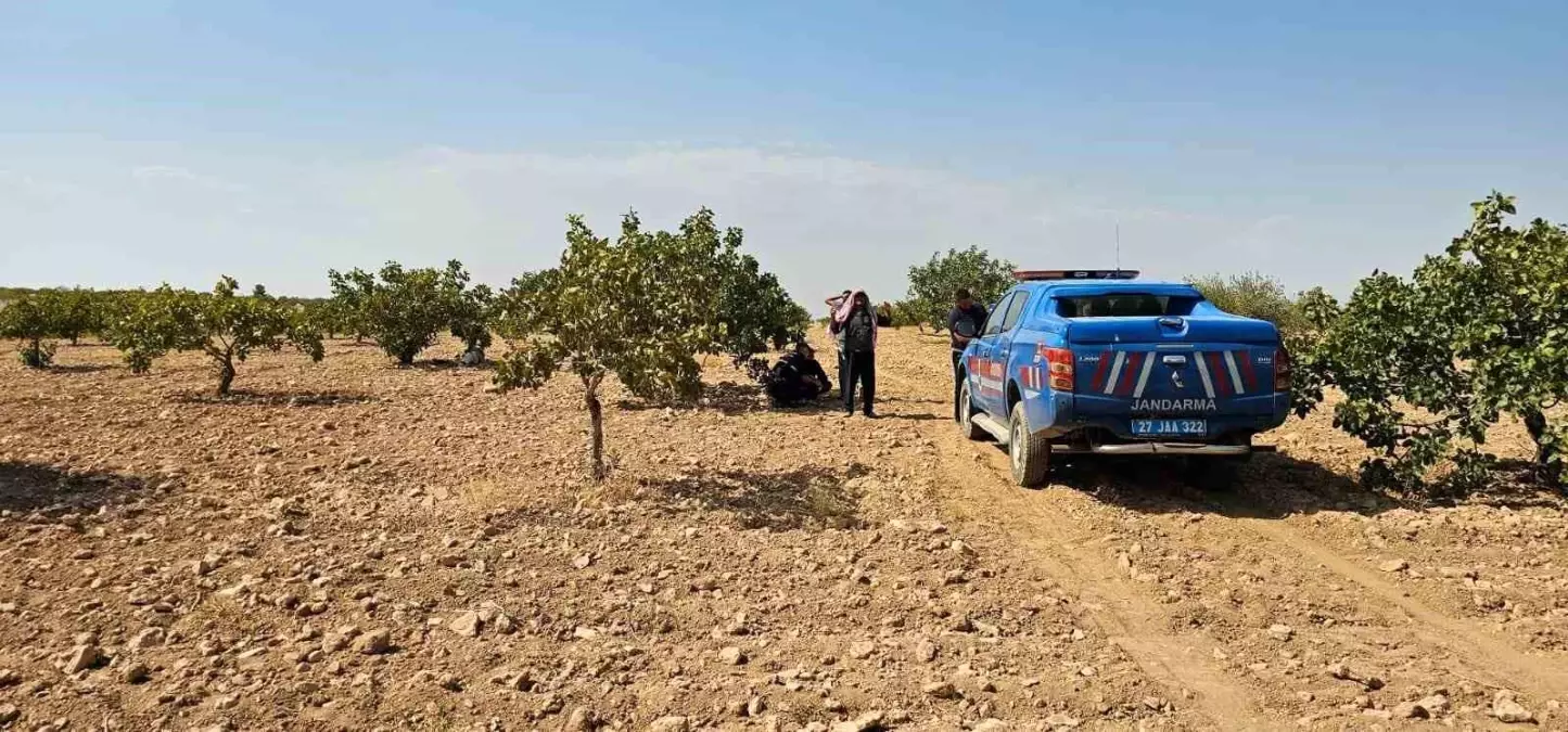 Gaziantep'te Antep Fıstığı Hasadı Sırasında Kalp Krizinden Ölüm