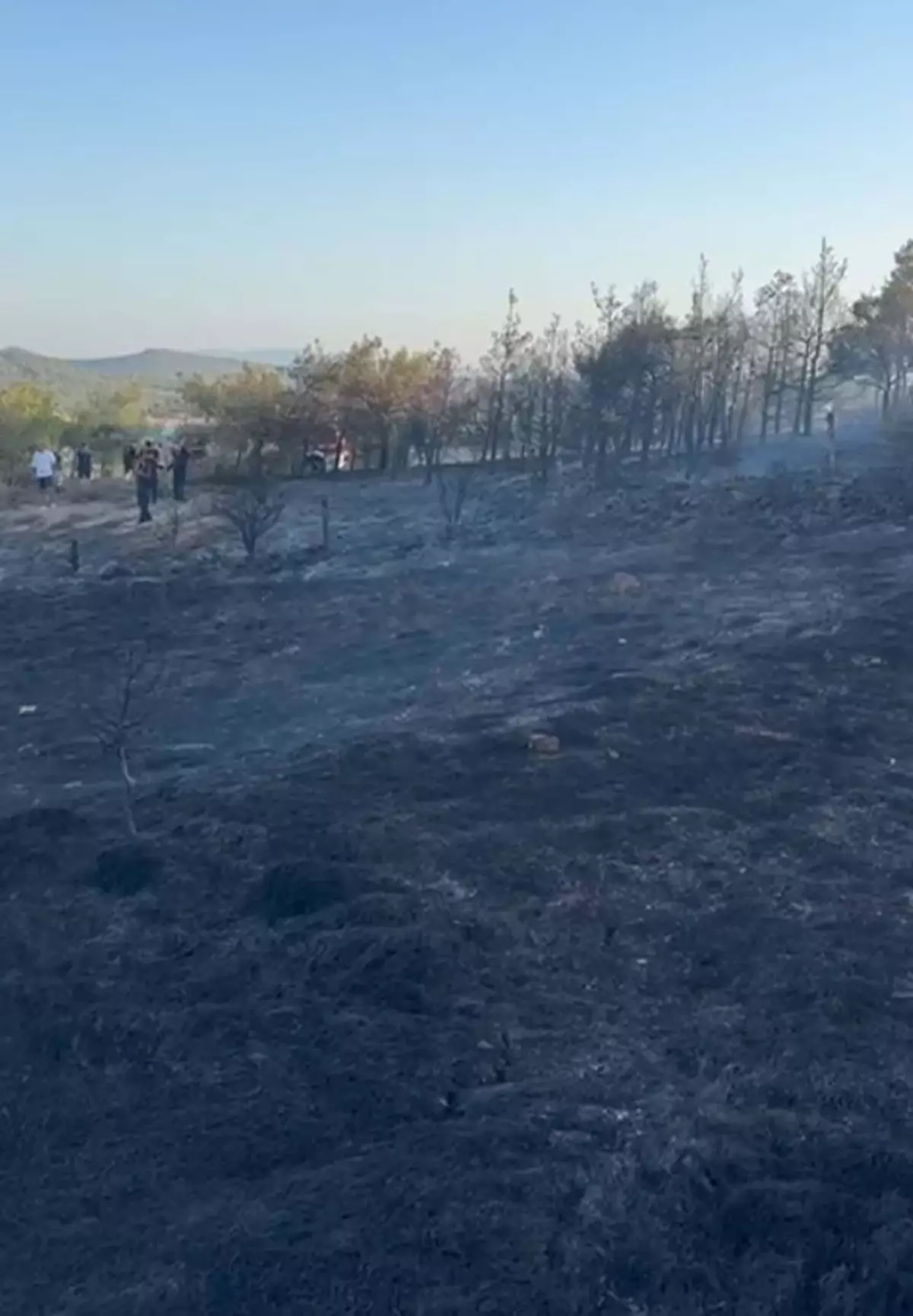 Cunda Adası'ndaki Orman Yangını Kontrol Altına Alındı