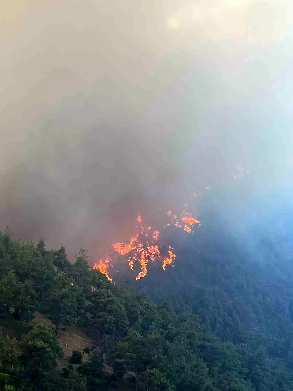 Bursa'da Orman Yangınları Panik Yarattı