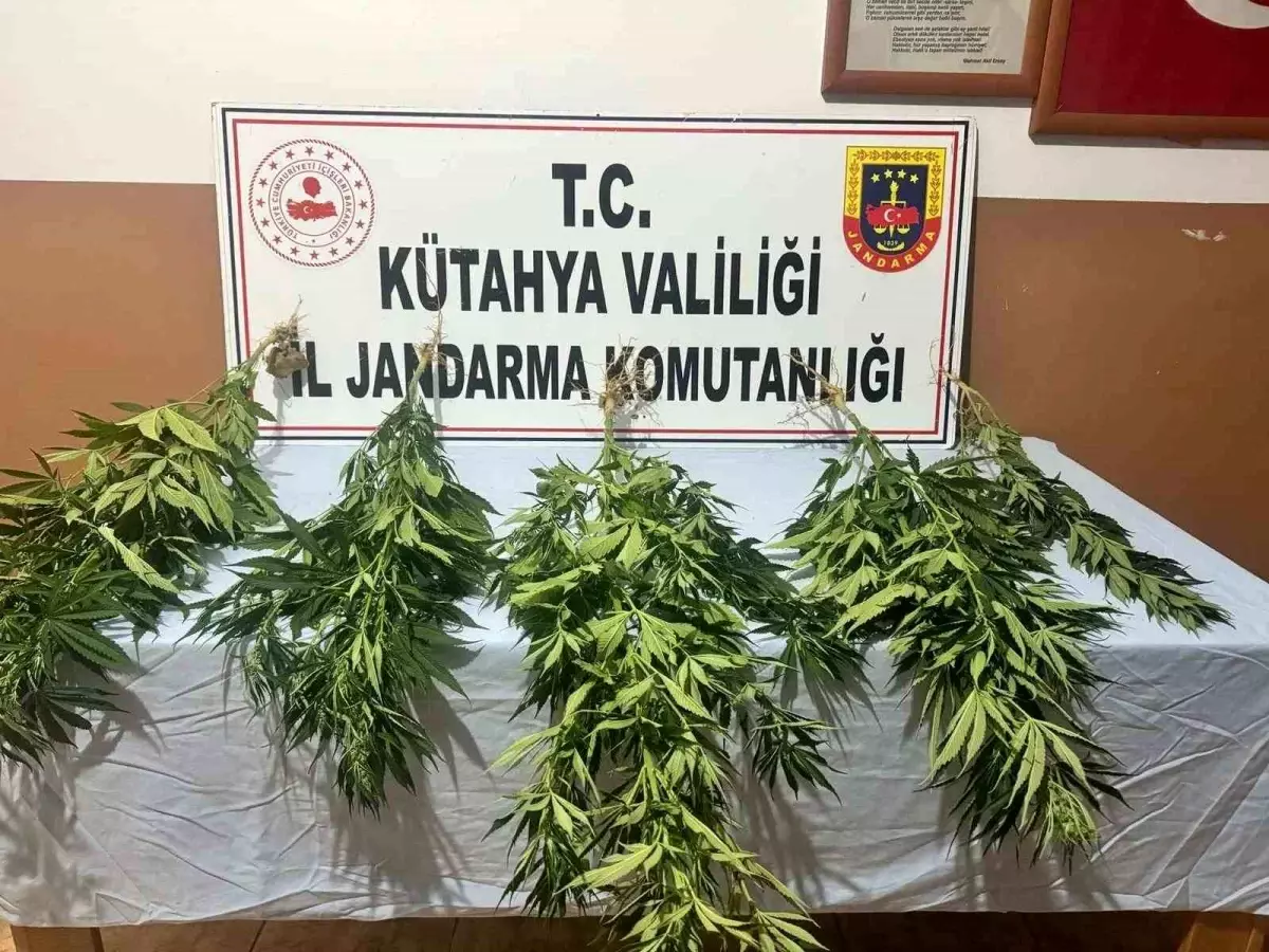 Kütahya'da Kenevir Operasyonu: 2 Gözaltı