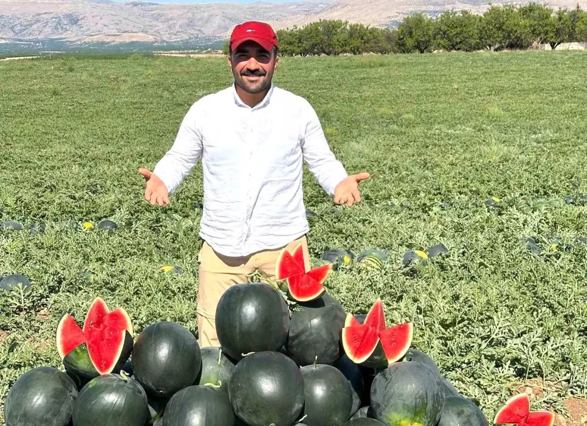 Malatya'da Kavun ve Karpuz Hasadı Başladı