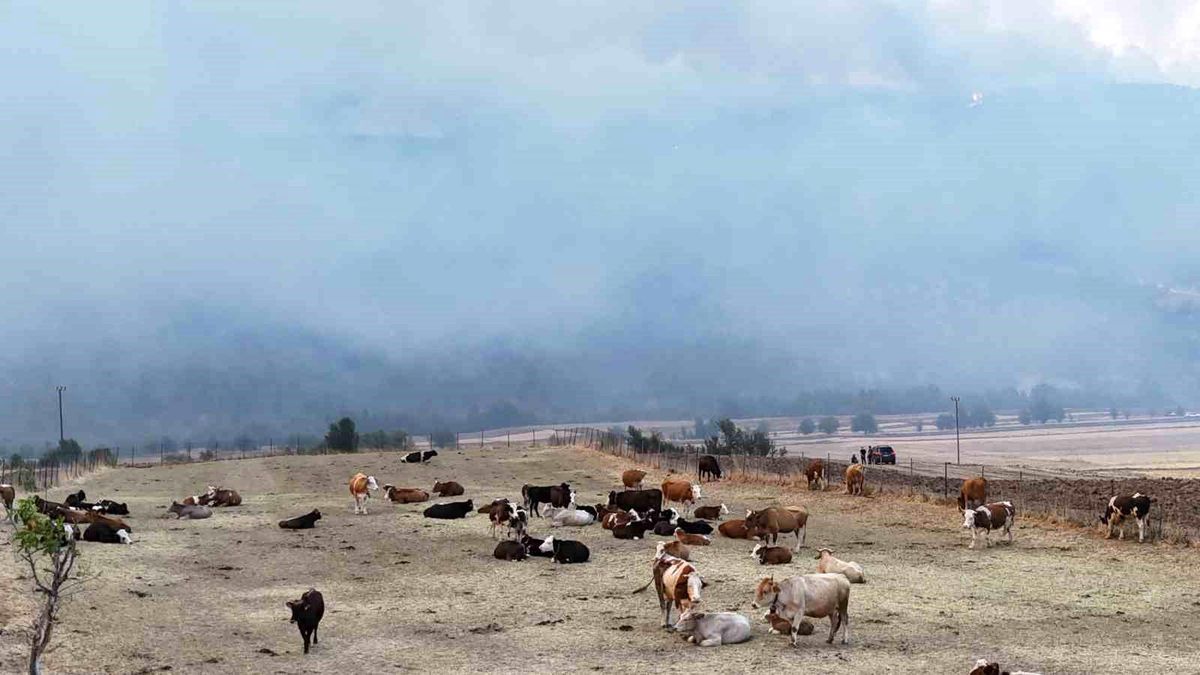 Karabük'te Orman Yangını: 150 Hayvan Güvenli Bölgeye Alındı
