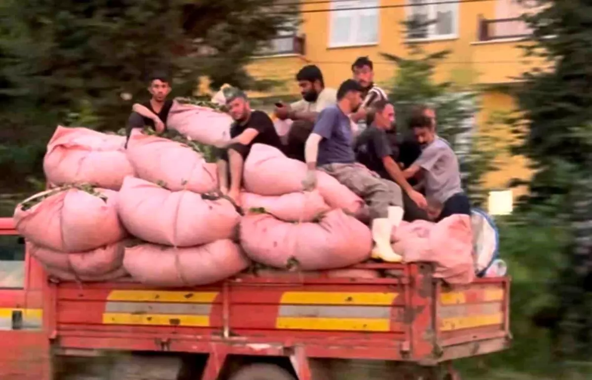 Rize'de Çay Dolusu Kamyonda Tehlikeli Seyahat