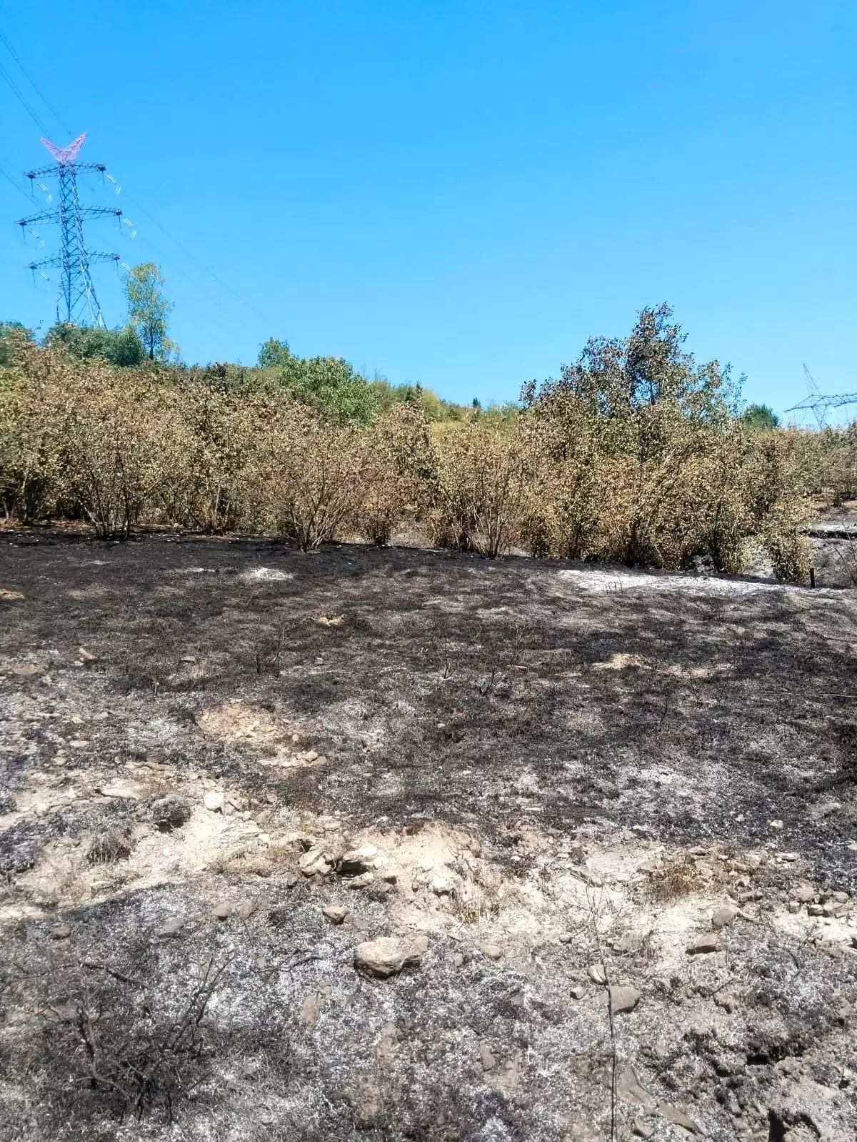 Zonguldak'ta Tırpan Motoru Patladı, Fındık Bahçesinde Yangın Çıktı