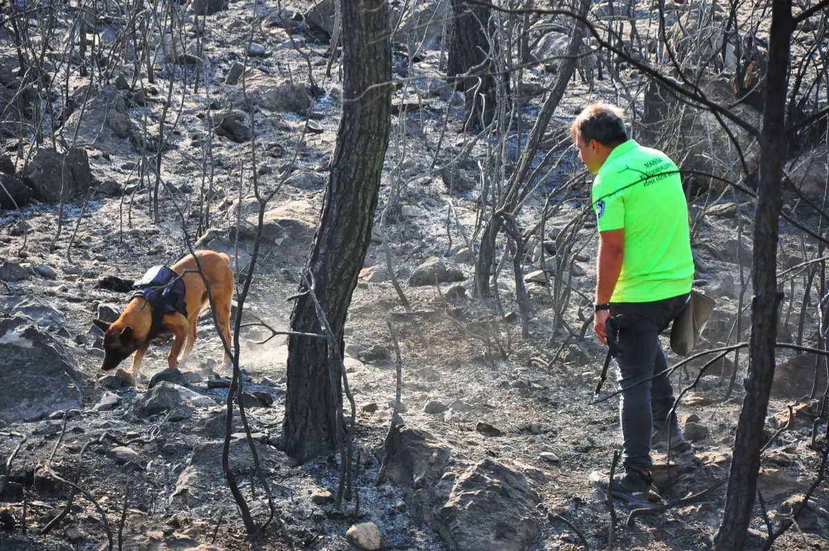 Manisa'da Yangınları Tespit Eden 'Ateş' Köpeği Göreve Başladı