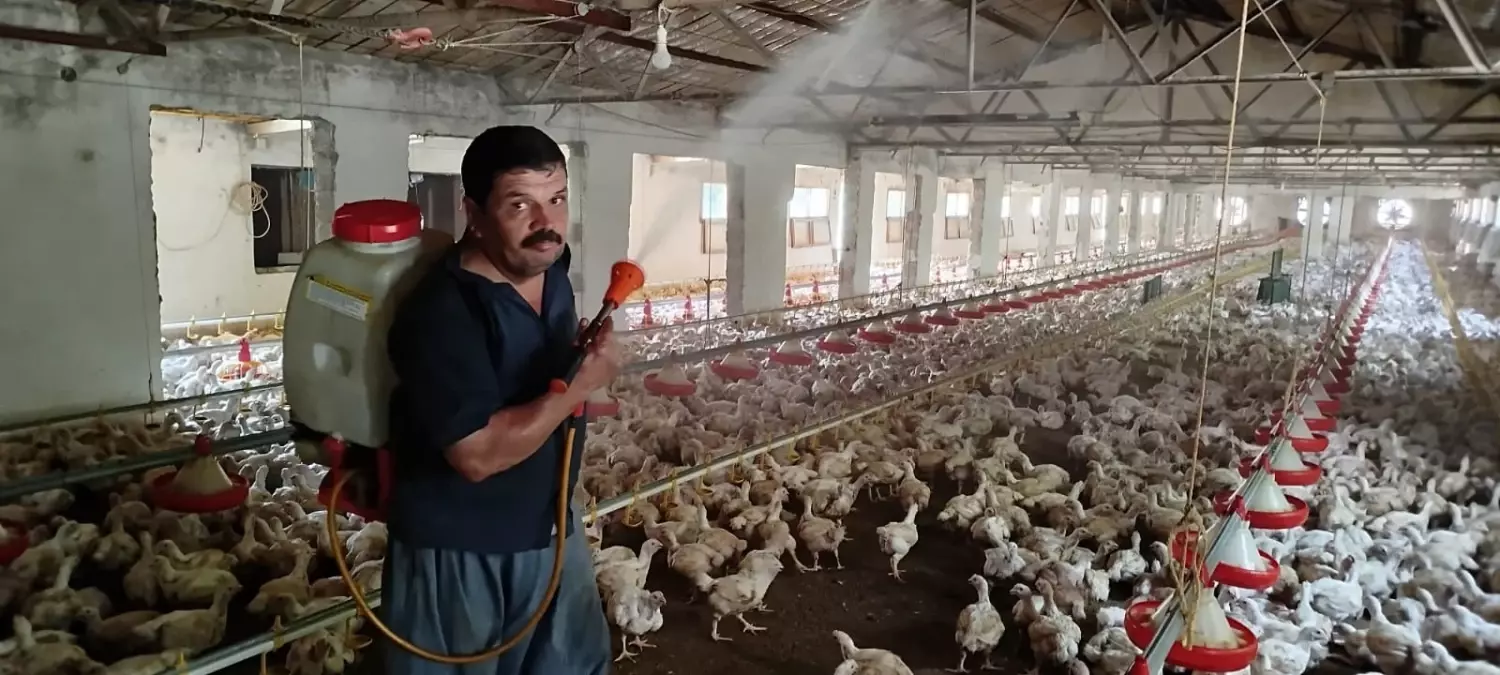 Aşırı Sıcaklarda Tavuklar İçin Buzlu Su Çözümü