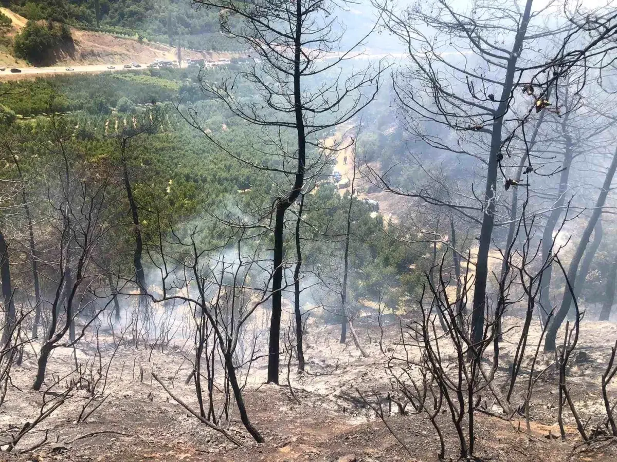 Bilecik'te Orman Yangını Kontrol Altına Alındı