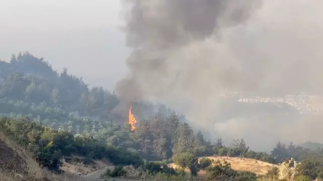 A Woman Caught Among the Flames in the Forest Fire in Bursa