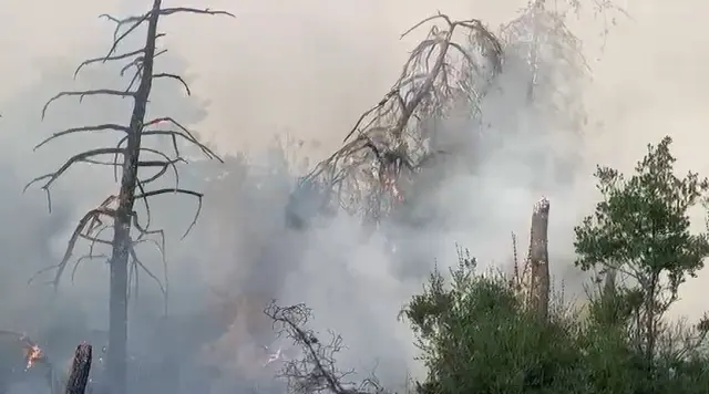 A Woman Caught Among the Flames in the Forest Fire in Bursa