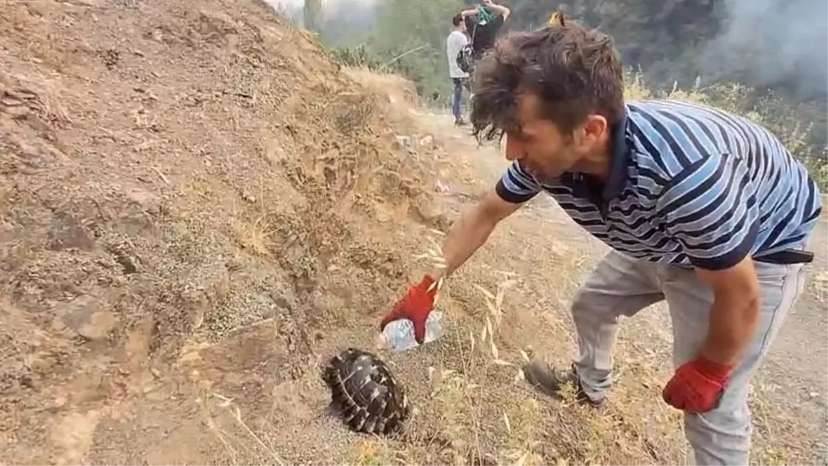 Orman Yangınında Vatandaşların Hayvan Kurtarma ve Yardım Çabaları