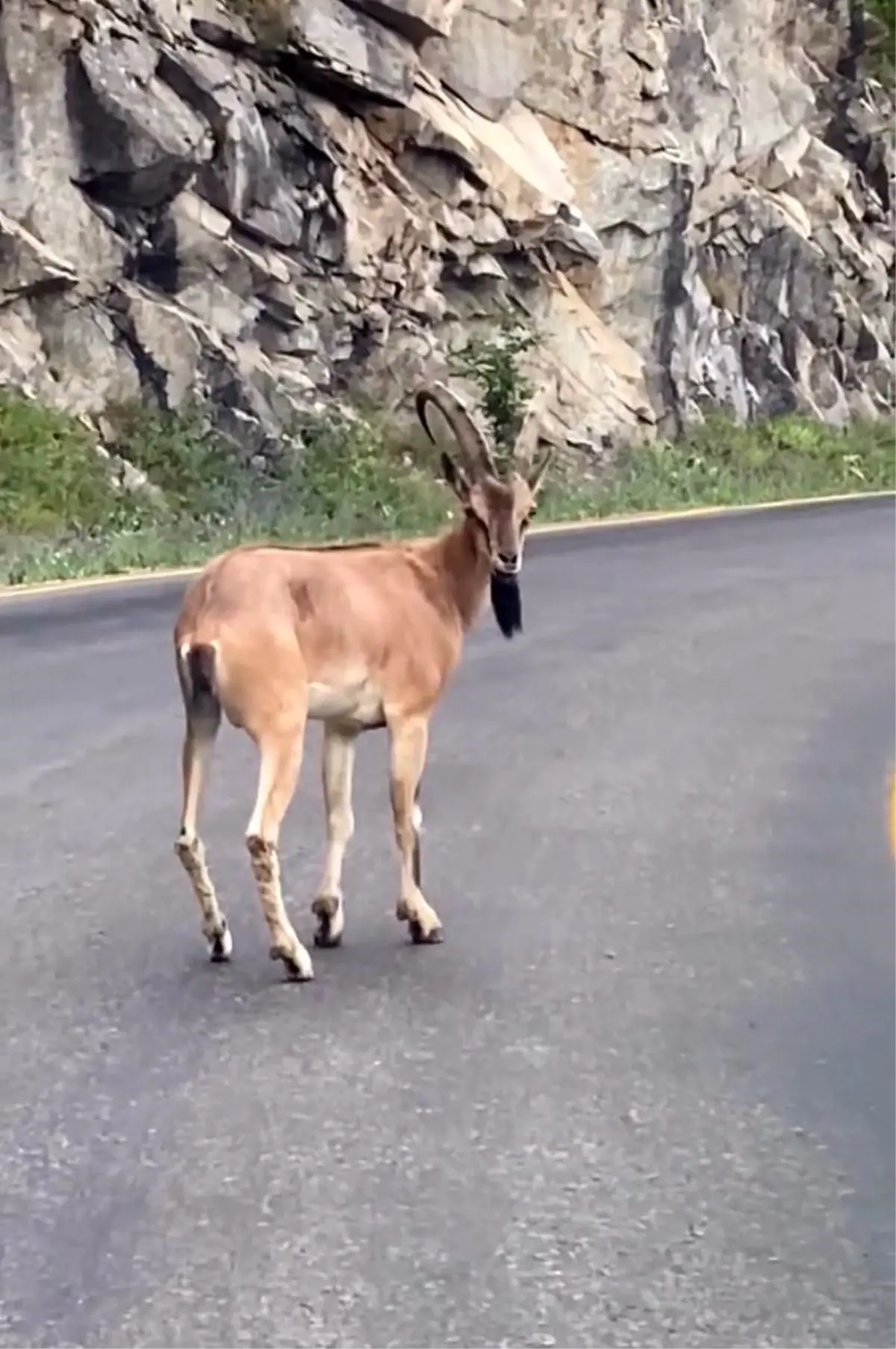 Giresun'da Dağ Keçisi Araçla Karşılaştı