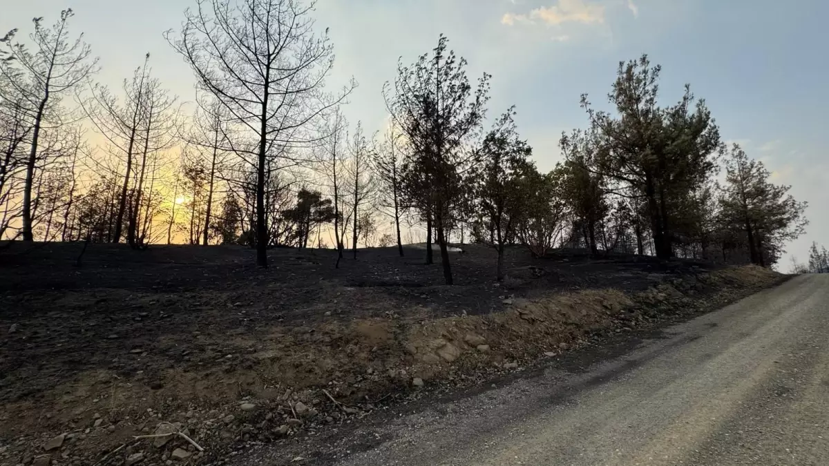 Kahramanmaraş'ta 500 Hektar Orman Yandı, Söndürme Çalışmaları Devam Ediyor