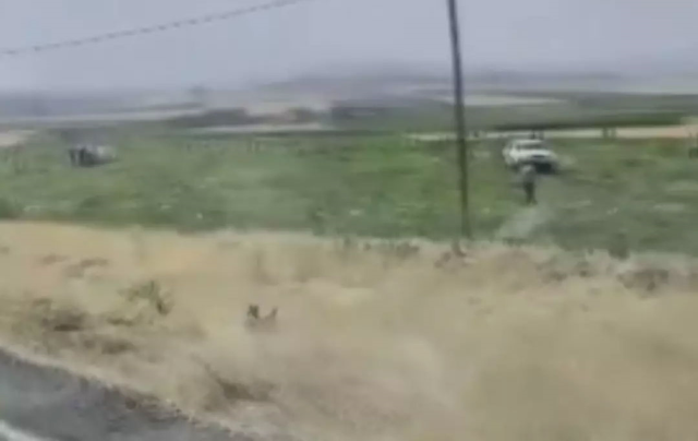 The owner of the watermelon field in Mardin was shocked by the sight he encountered