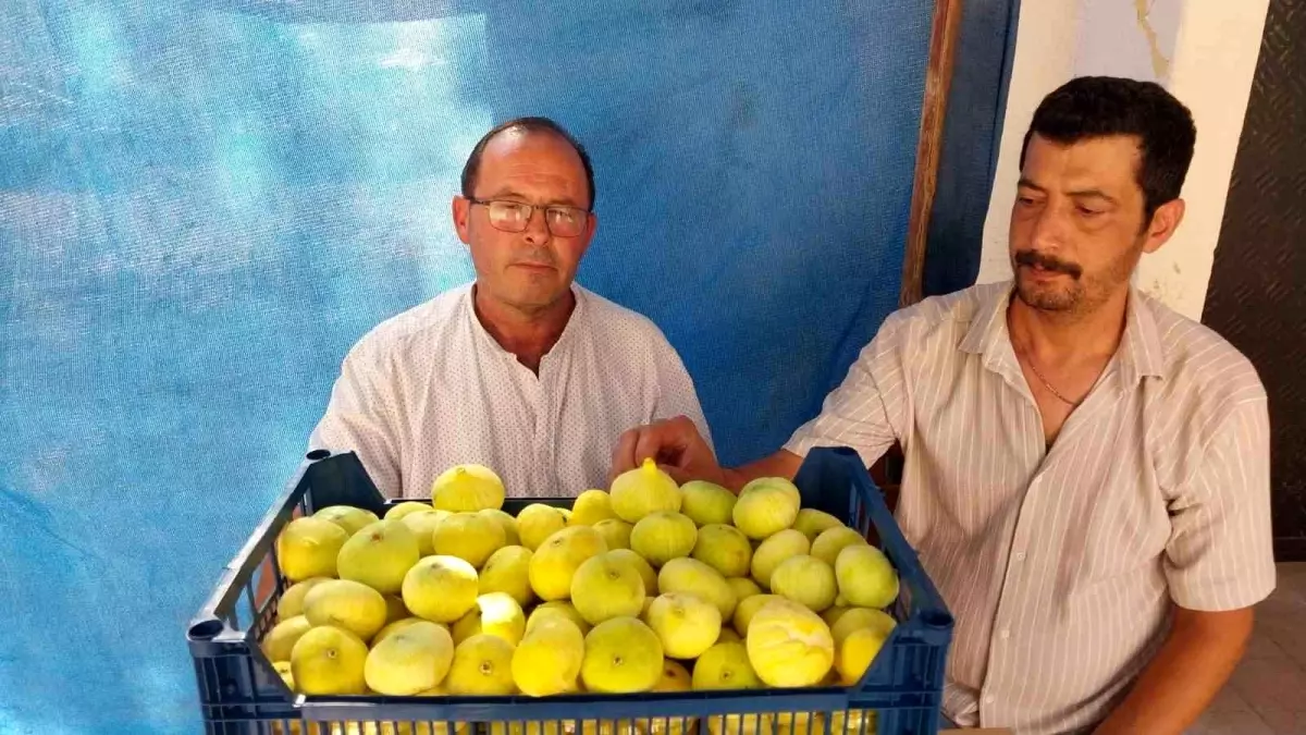 Mersin'in Mut İlçesinde İncir Fiyatları Üreticiyi Sevindiriyor