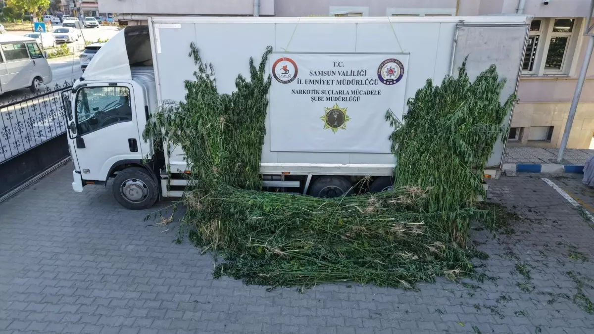 Samsun'da Ayçiçeği Tarlasından Kenevir Ele Geçirildi