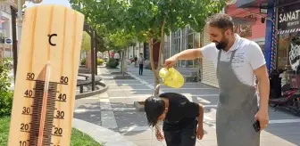 Tüm zamanların sıcaklık rekorunun kırıldığı Silopi'de hayat durma noktasına geldi
