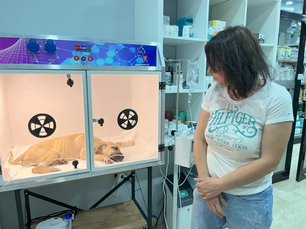 Yavru Köpeğe Uygulanan Şiddet Hayvanseverleri Üzüyor