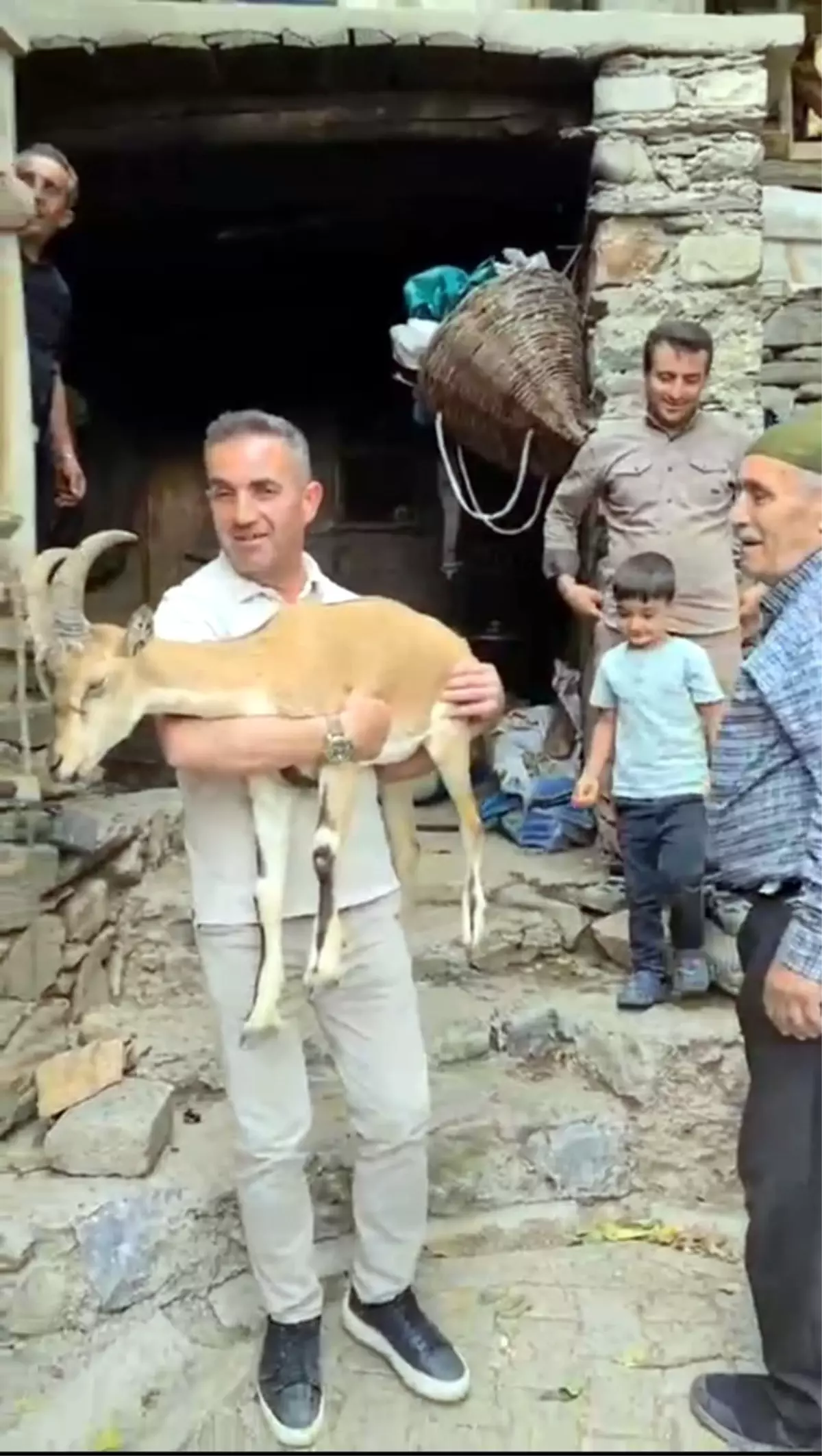 Yorgun Dağ Keçisi Bakıma Alındı