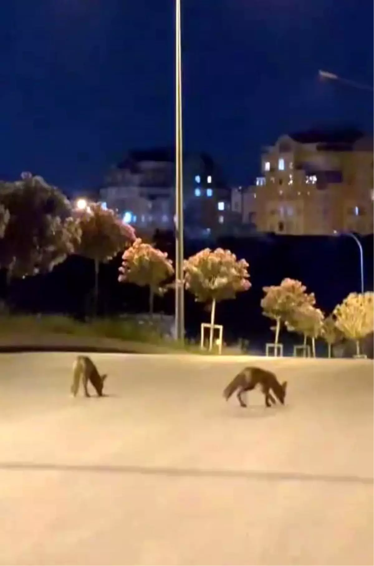 Başakşehir'de Gece Tilki Sürüsü Sokaklarda