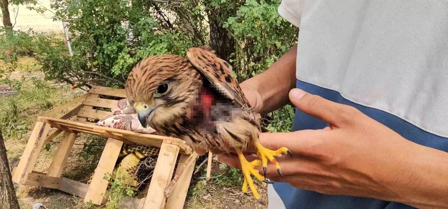 Yaralı Atmaca, Vatandaşın İnsani Duyarlılığıyla Kurtarıldı