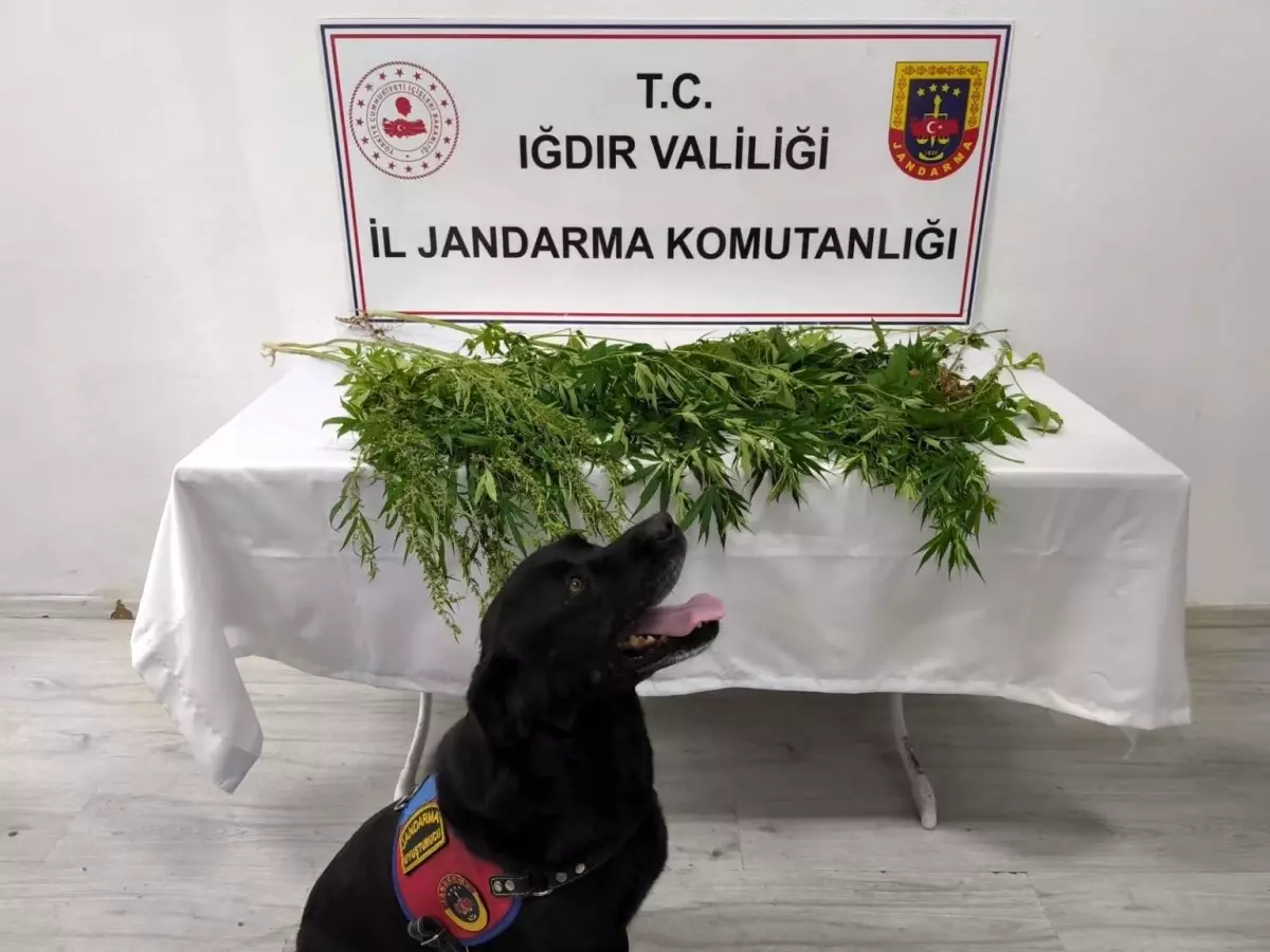 Iğdır'da Uyuşturucu Operasyonu: 5 Gözaltı, 1 Tutuklama