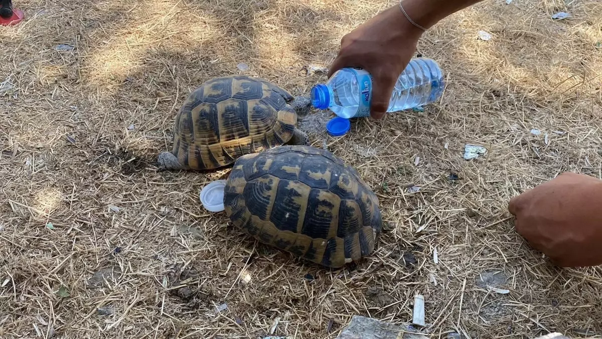 Kaplumbağalar Alevlerin Arasından Kurtarıldı
