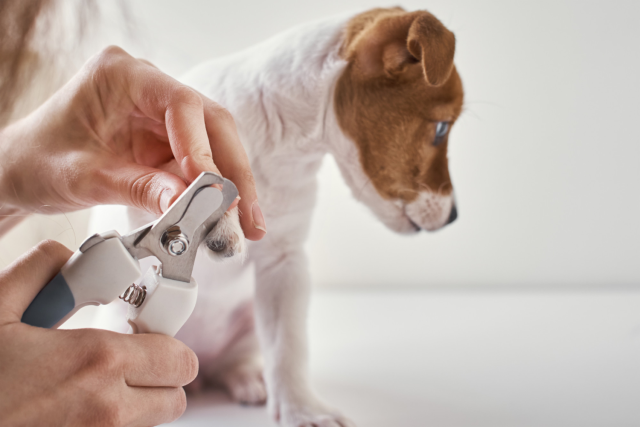 Köpek Sahiplenenlerin İhmal Etmemesi Gereken Bakım Rutinleri
