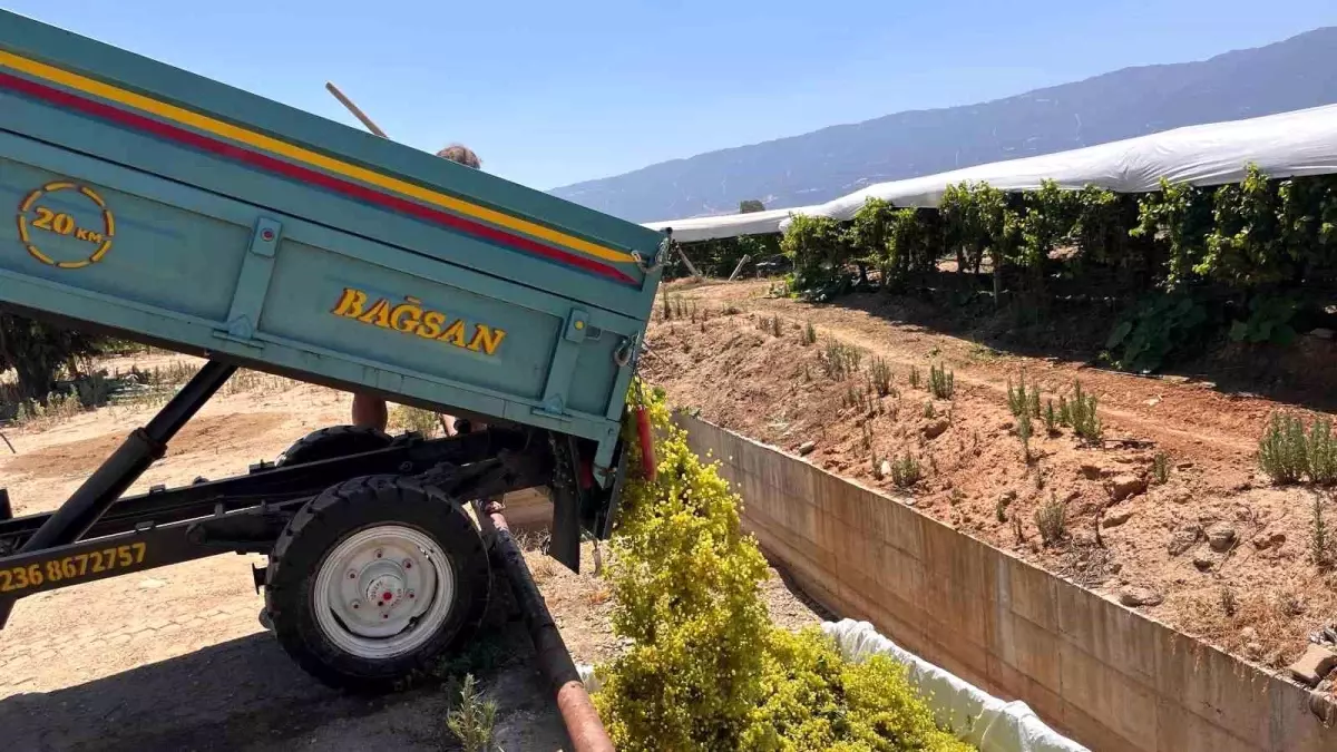 Manisa'nın Sarıgöl İlçesinde 2025 Şaraplık Üzüm Alımlarına Başlandı