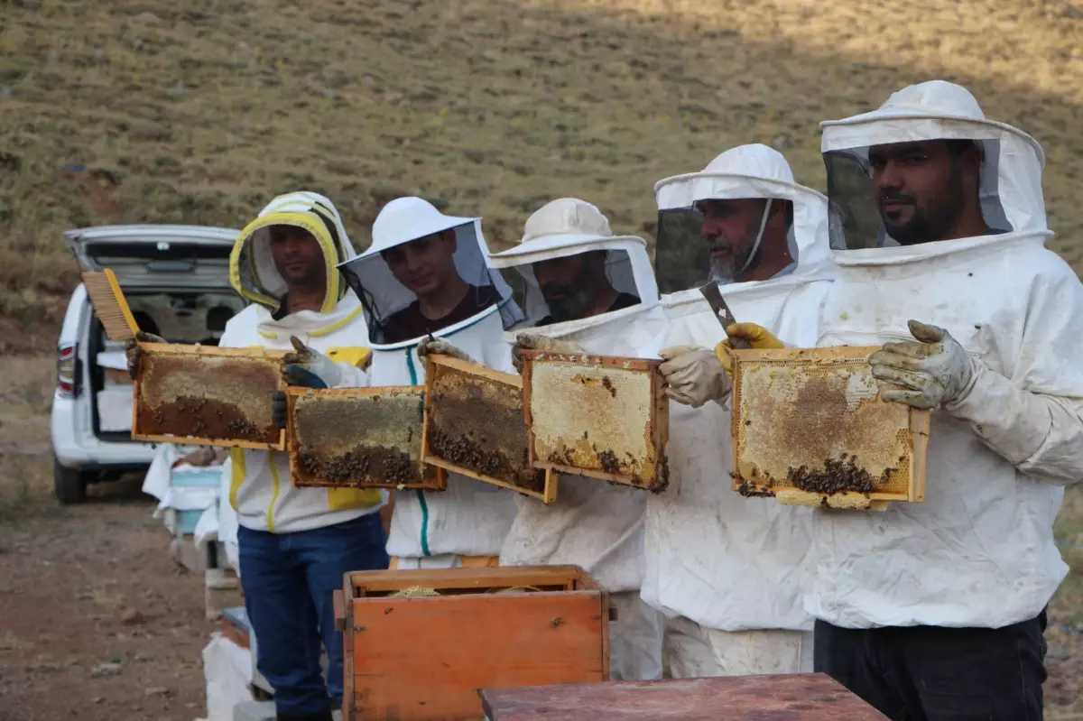 Bingöl Balında Hasat Sezonu Başladı
