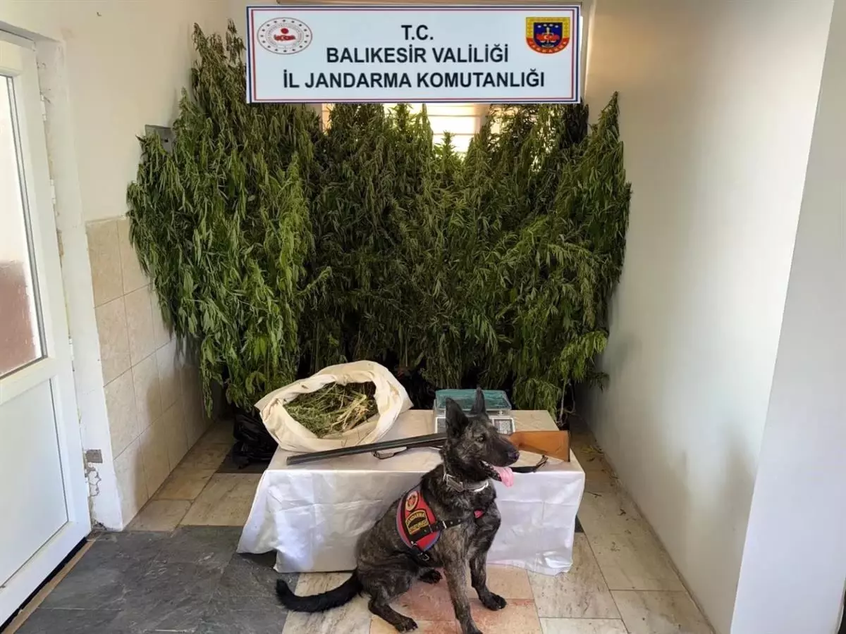 Balıkesir'de Uyuşturucu Operasyonu: 15 Gözaltı