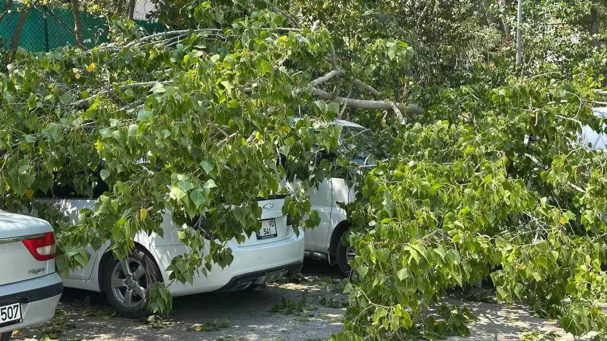 Bartın'da Devrilen Kavak Ağacı 4 Araçta Hasara Neden Oldu