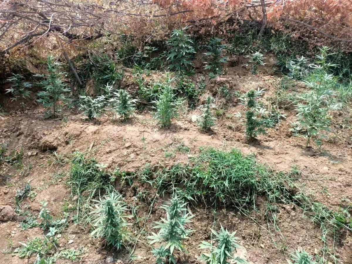 Bingöl'de Uyuşturucu Operasyonu: 746 Kök Kenevir Ele Geçirildi