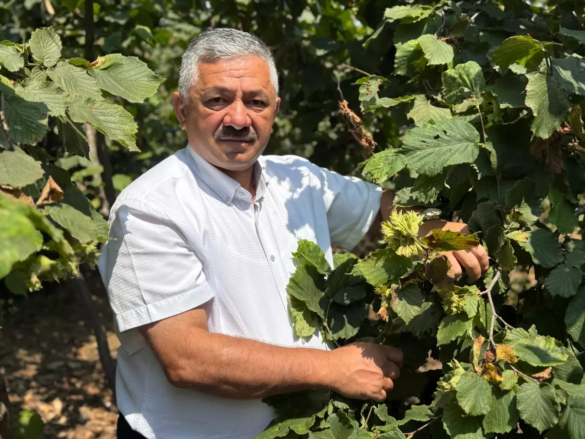 Ordu'da Fındık Rekoltesinde Ciddi Düşüş: 202 Bin Ton'dan 64 Bin Ton'a