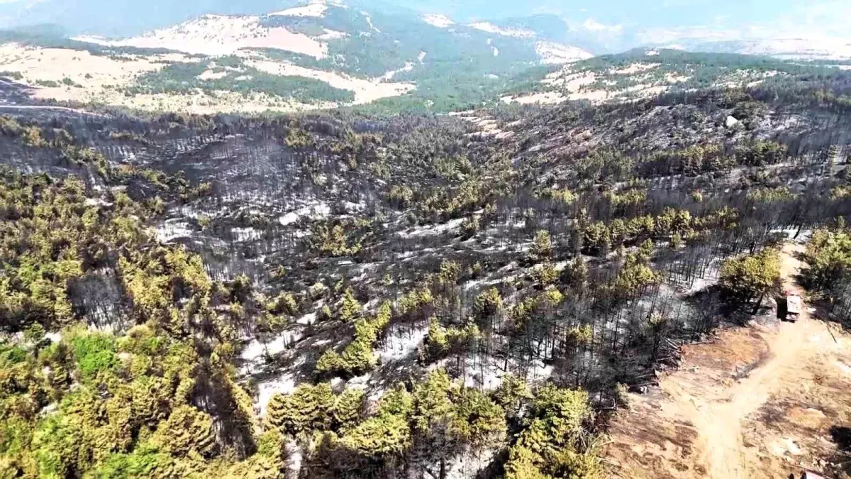 Karabük'te Yangın Sonrası Yeşil Alanlar Küllerle Kaplandı