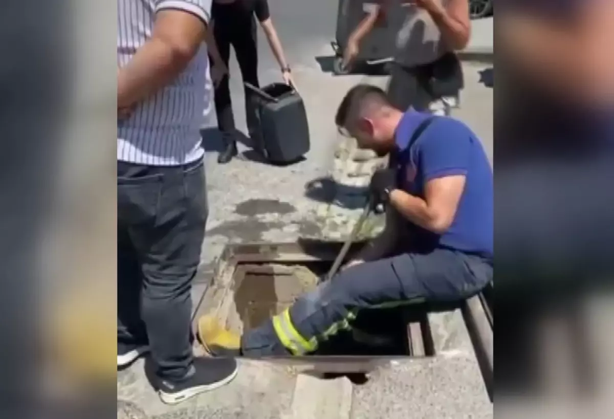 Yalova'da Anne Kedi ve Yavruları İtfaiye Ekipleri Tarafından Kurtarıldı