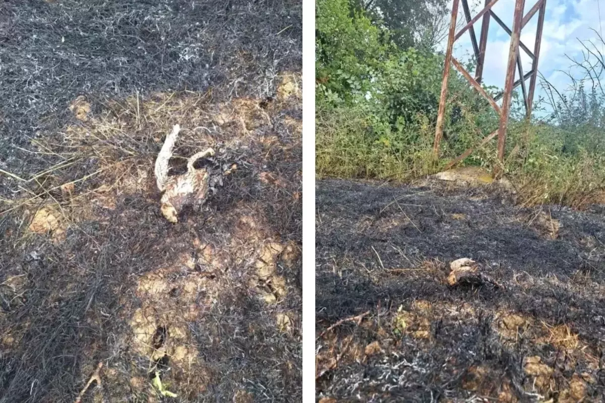 Yüksek gerilim hattına konan kuş yangına neden oldu