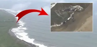 8.8'lik deprem sonrası Japonya'da balinalar karaya vurdu