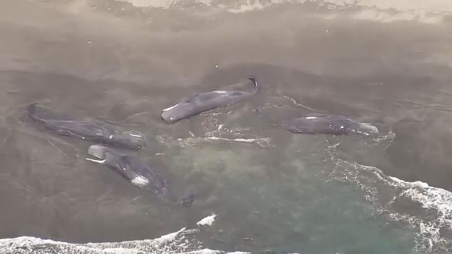 Whales washed ashore in Japan after the 8.8 magnitude earthquake
