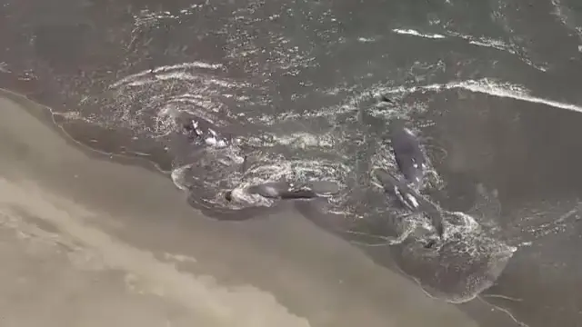 Whales washed ashore in Japan after the 8.8 magnitude earthquake