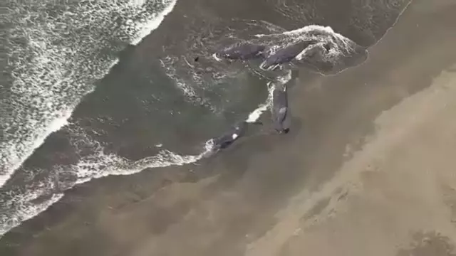 Whales washed ashore in Japan after the 8.8 magnitude earthquake