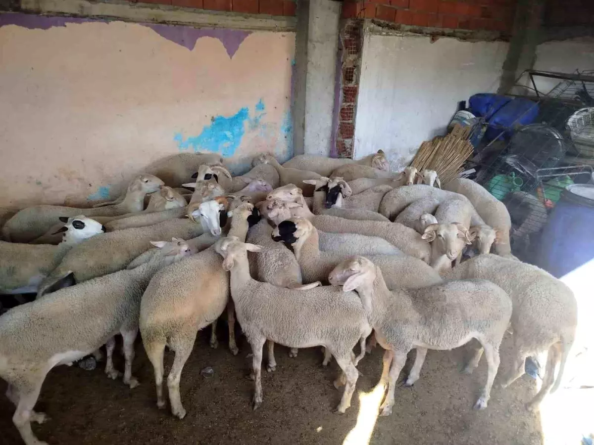 Denizli'de 25 Küçükbaş Hayvanı Çalan Dolandırıcılar Manisa'da Yakalandı
