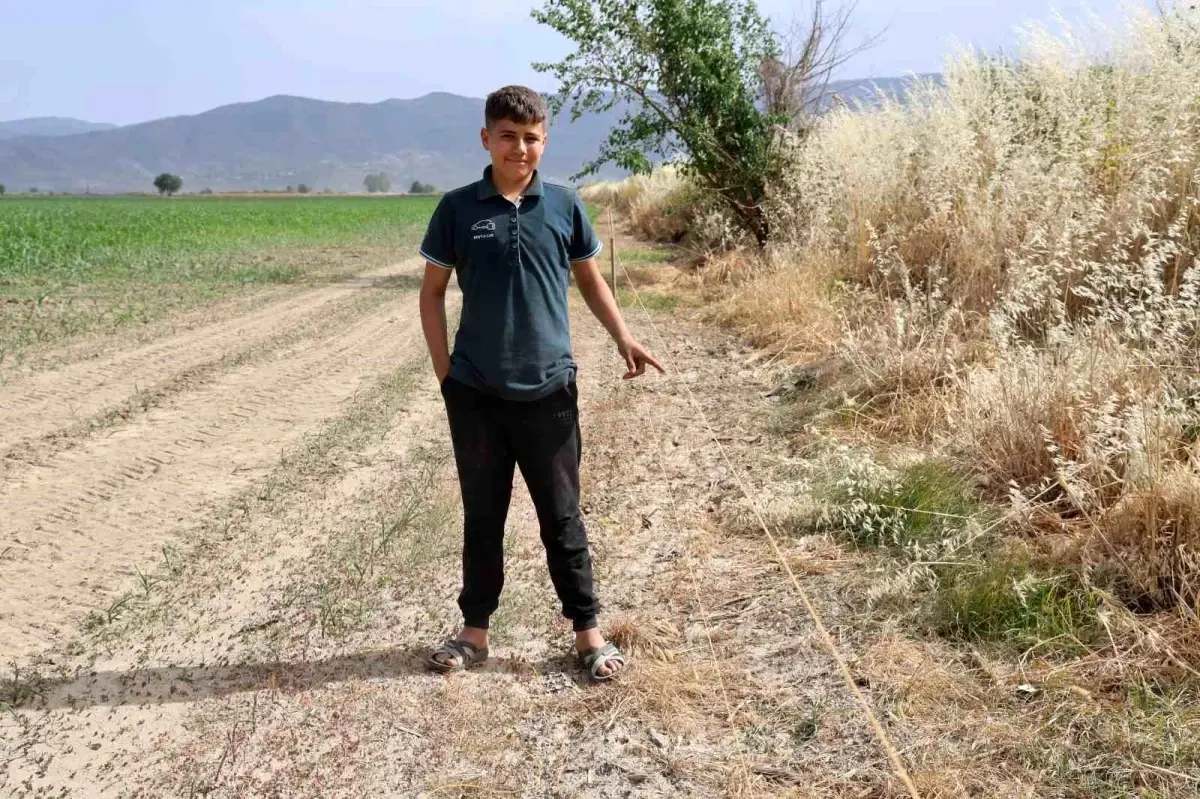 Aydın'da Yaban Domuzu İstilası Çiftçileri Zora Sokuyor