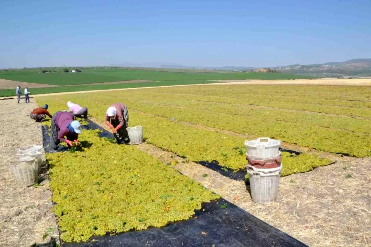 Manisa'da 2025 Üzüm Hasadı Erken Başladı